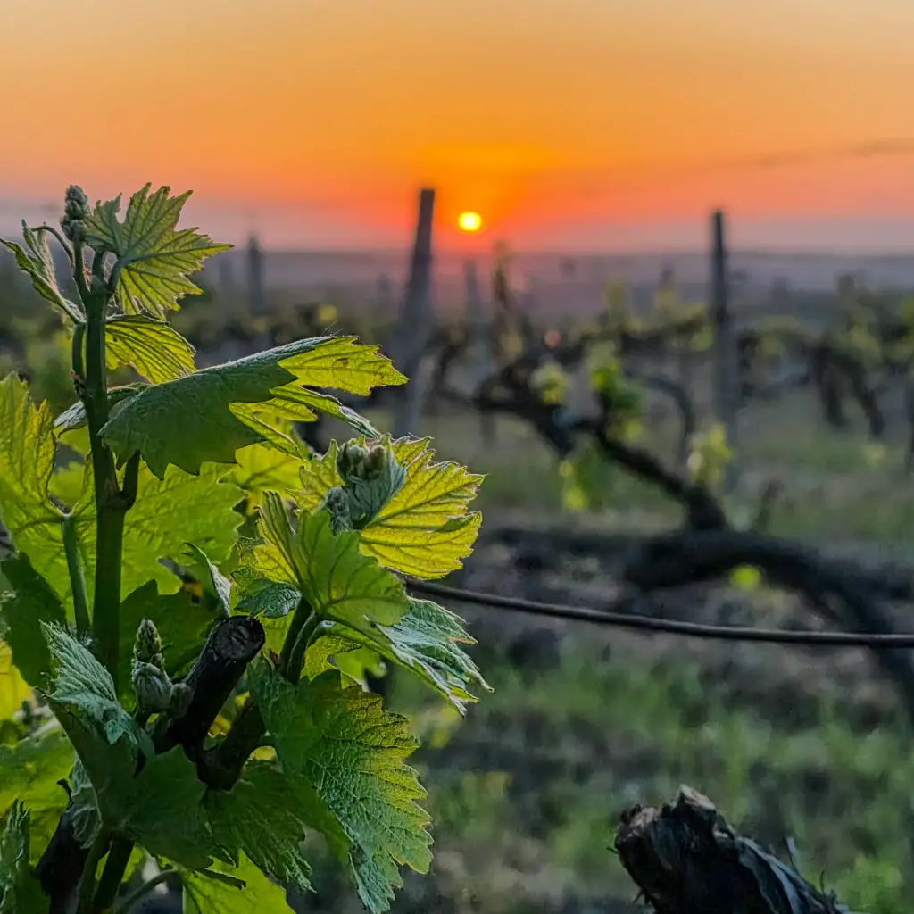 Mołdawia - Festiwal Wina 2025