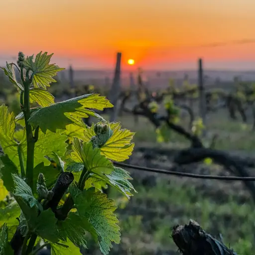 Mołdawia - Festiwal Wina 2026